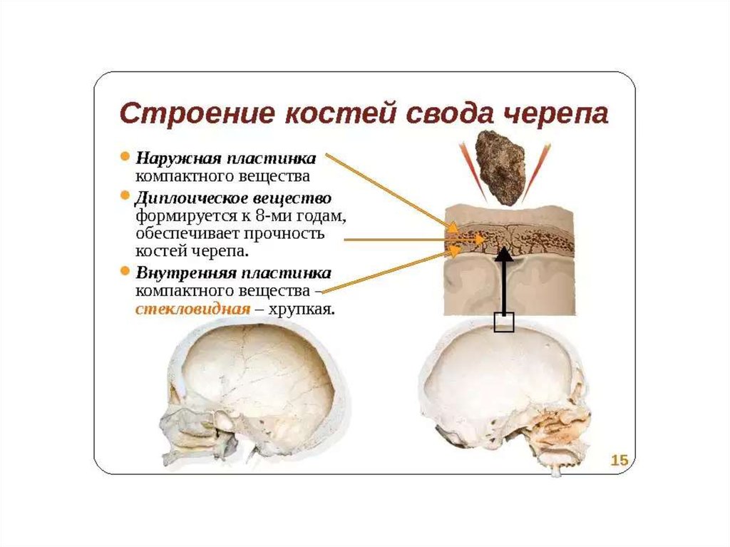 Слои свода. Строение костей свода черепа. Основные признаки строения костей свода черепа. Особенности внутреннего строения костей свода черепа. Стекловидная пластинка костей черепа.