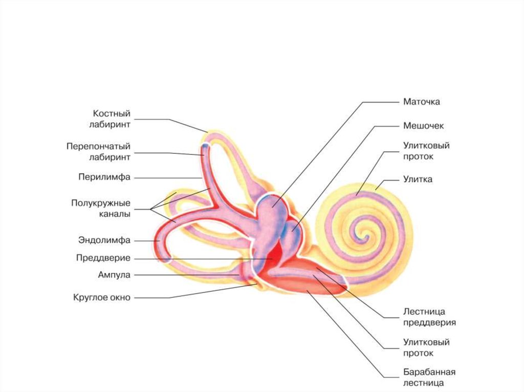 Улитка и слуховой нерв. Внутреннее ухо строение улитки. Строение внутреннего уха эндолимфа. Перепончатый Лабиринт внутреннего уха схема. Строение костного и перепончатого Лабиринта внутреннего уха.