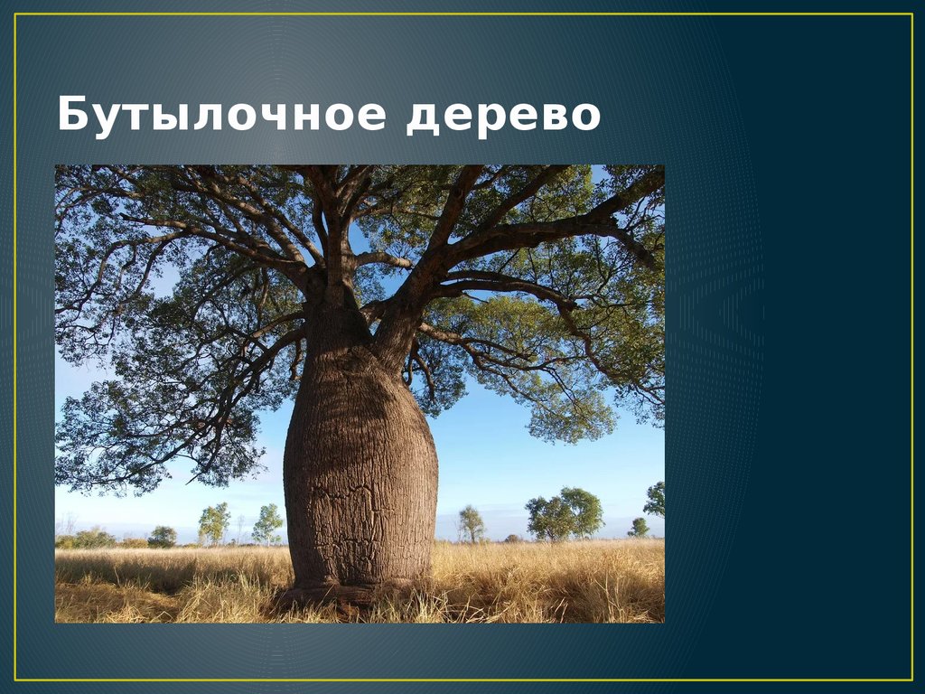 Бутылочное дерево природная зона