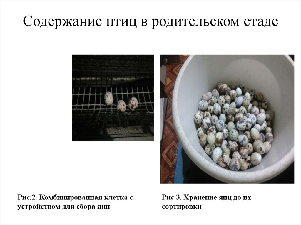 Где содержат птиц. Содержание птиц. Комбинированное содержание птицы. Родительское стадо содержание. Условия содержания птицы.