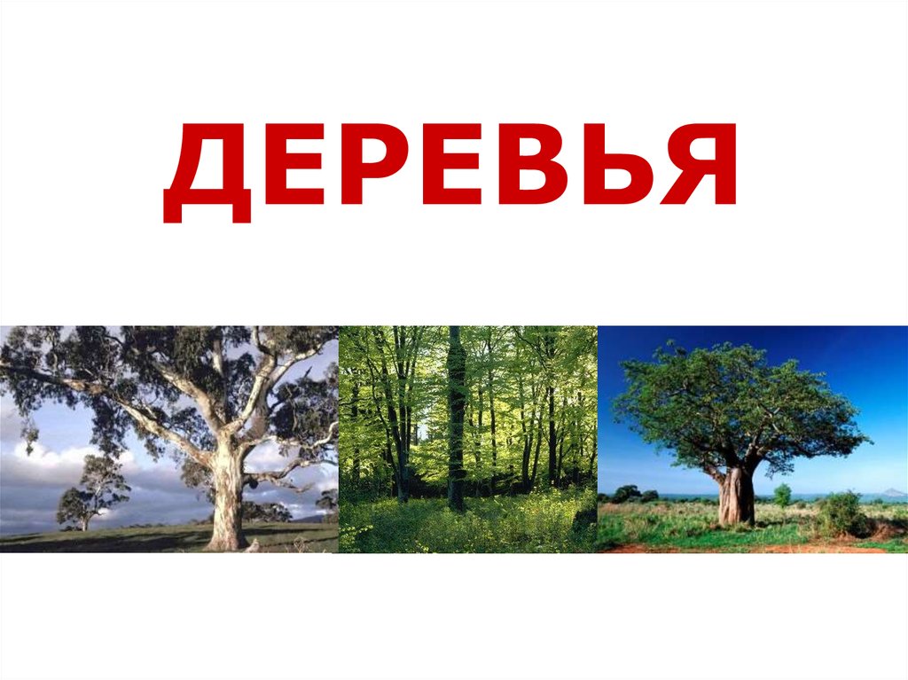 Вторая жизнь дерева презентация