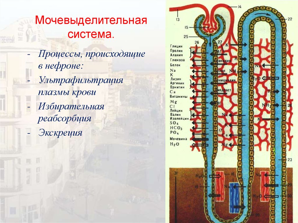 Фильтрация какие процессы осуществляются. Нефрон фильтрация и реабсорбция. Ультрафильтрация в нефроне. Процессы происходящие в нефроне. Где происходит фильтрация в нефроне.