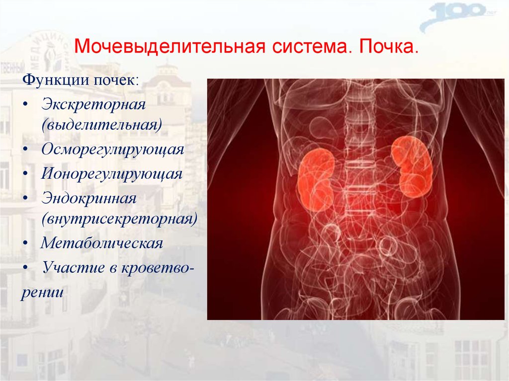 Строение и функции мочевыделительной системы 8 класс презентация