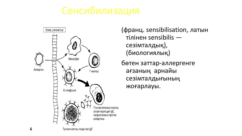 Сенсибилизация это. Сенсибилизация рецепторов физиология. Адаптация и сенсибилизация рецепторов. Сенсибилизация ощущений. Сенсибилизация пример.