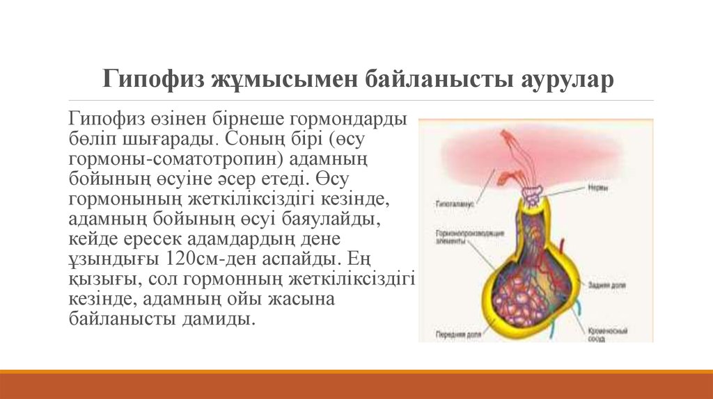 Гипофиз қазақша презентация