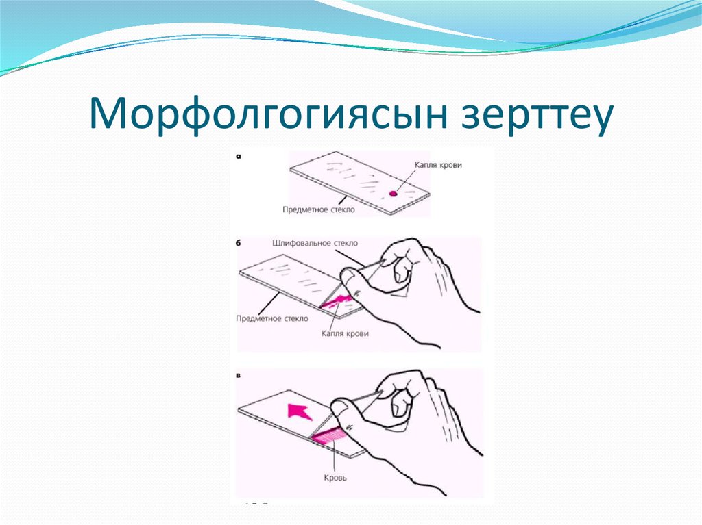 Морфолгогиясын зерттеу