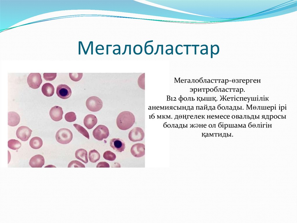 Мегалобласттар