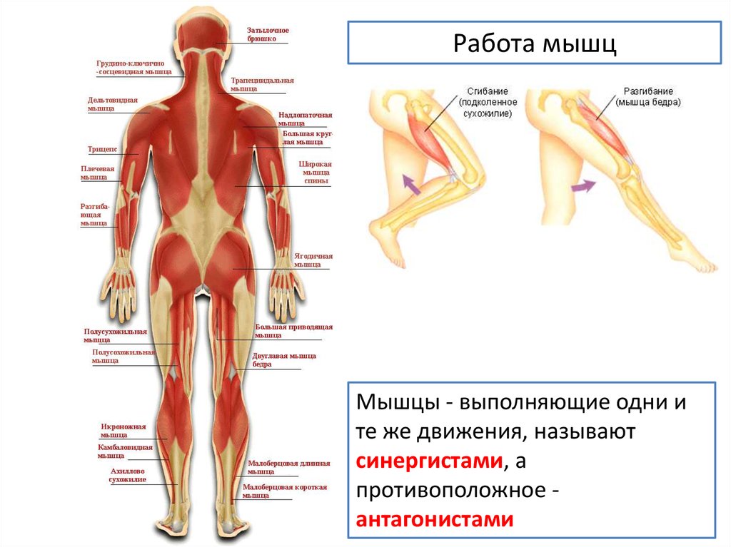 Мышцы противоположного. Антагонисты мышц разгибателей спины. Мышца синергист прямой мышцы бедра. Мышцы нижних конечностей синергисты и антагонисты. Мышцы антагонисты ног.