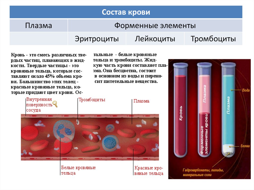 Сыворотка крови биологических. Элементы и состав крови плазма. Из чего состоит кровяная плазма. Кровь человека состоит из плазмы. Состав крови плазма и сыворотка крови.