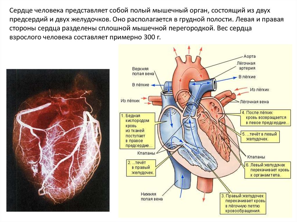 Какая кровь содержится в левой части сердца. Из левого желудочка в левое предсердие. Левое предсердие и левый желудочек. Левый желудочек правый желудочек. Сердце человека желудочки и предсердия.