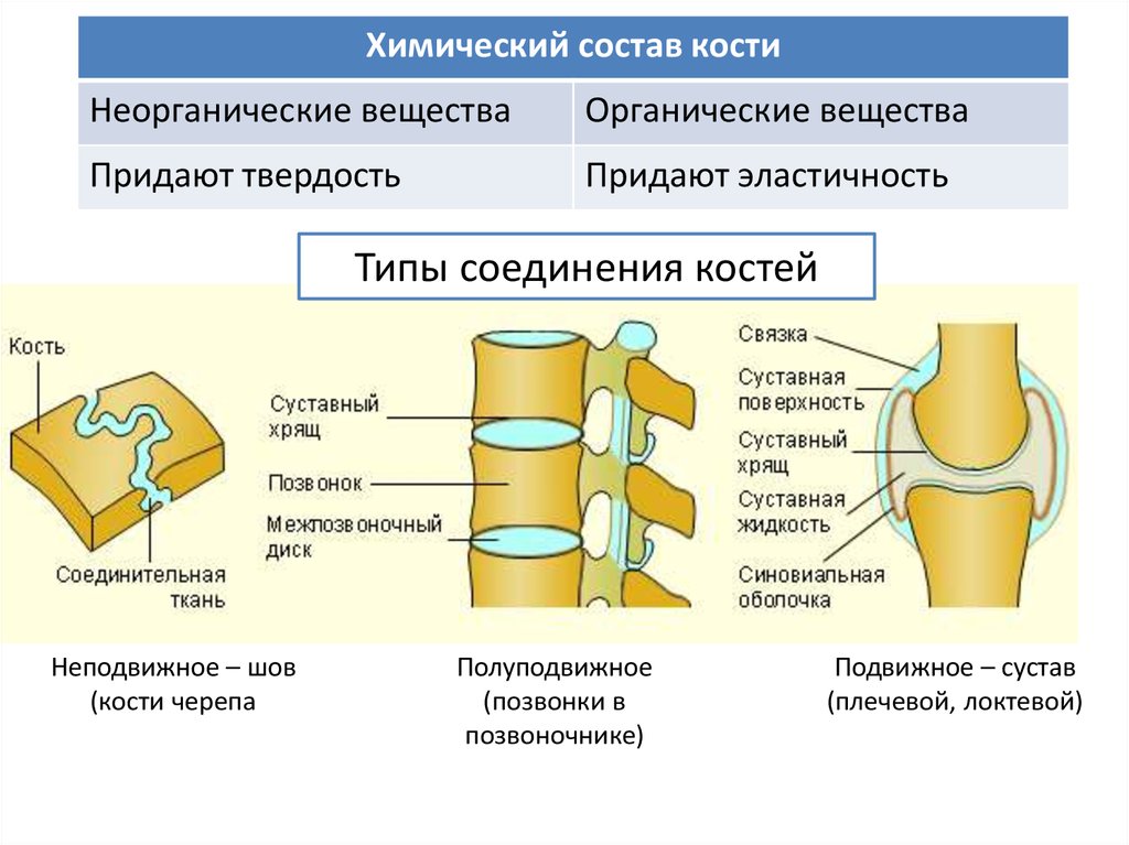 Таблица соединений кости. Неподвижные полуподвижные и подвижные соединения костей. Схема соединения костей 8 класс биология. Соединения костей неподвижные полуподвижные подвижные суставы. Типы соединения костей примеры суставов.