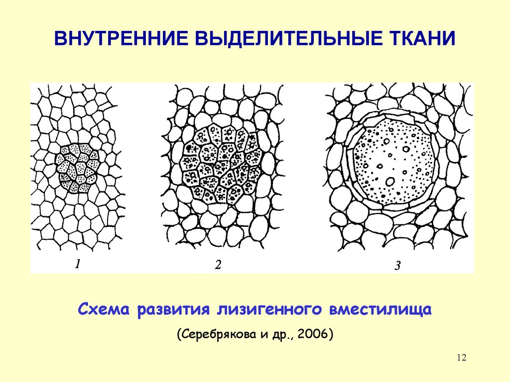 Рисунки тканей растений