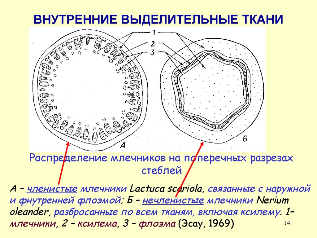 Назовите яйцевые оболочки обозначенные на рисунке цифрами 1 и 2 укажите их функции