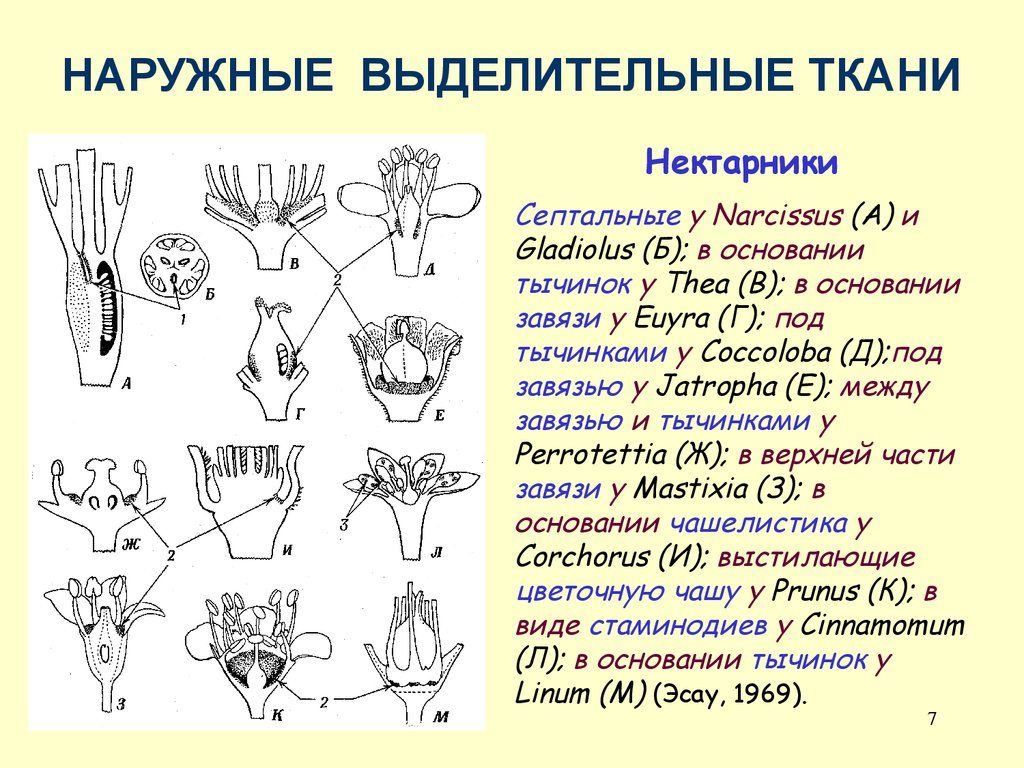 Выделительные ткани растений таблица. Строение нектарников у растений. Нектарники выделительная ткань. Выделительные ткани растений нектарники. Выделительне такни. Нектаринки.