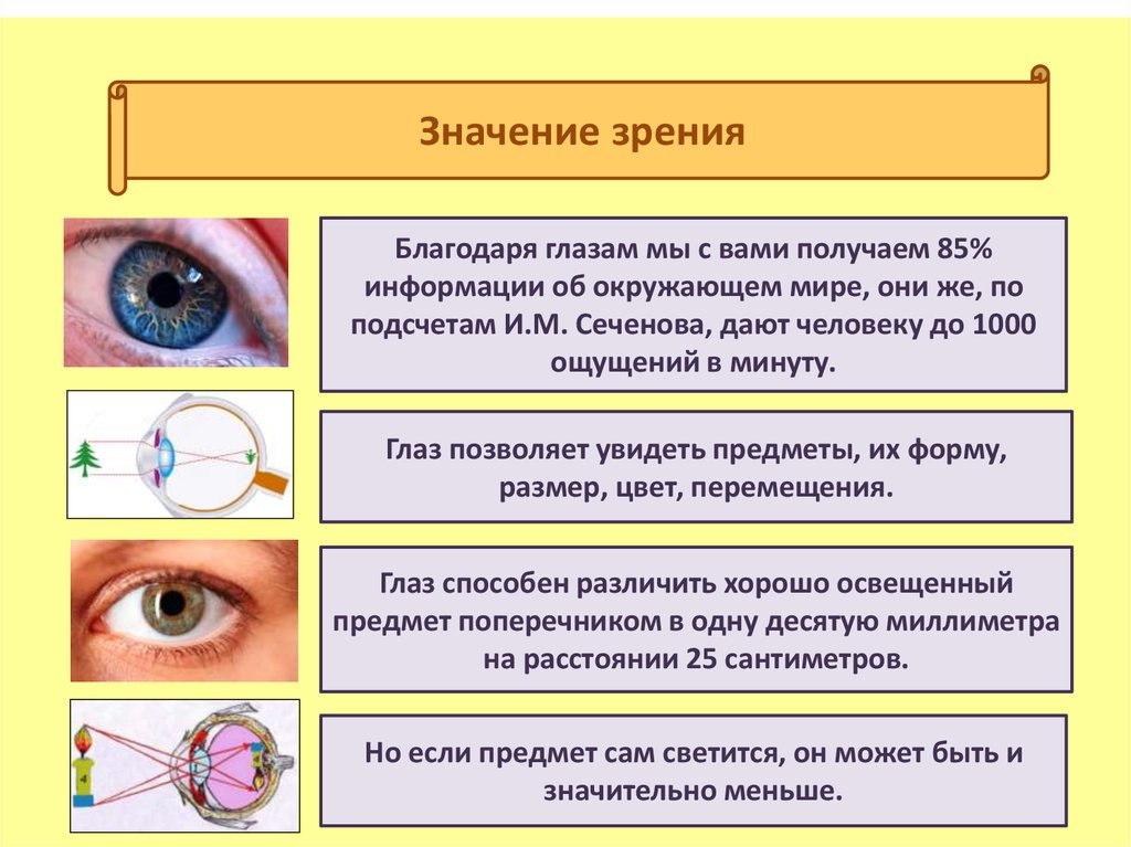 Что означает есть глазами. Глаза орган зрения. Значение органа зрения. Орган зрения презентация. Строение органа зрения.