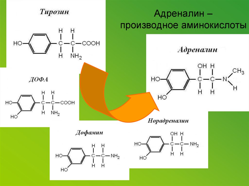 Производные аминокислот. Адреналин производное тирозина. Производные аминокислот (тироксин, адреналин, норадреналин);. Адреналин производное аминокислоты. Гормоны производные тирозина.