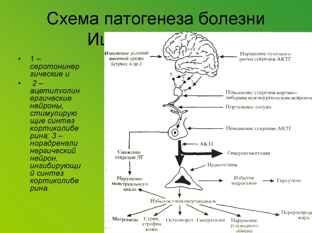 Схема этиологии и патогенеза болезни иценко кушинга