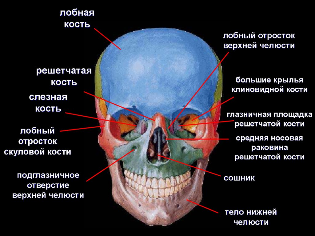 Череп лобная человека. Отростки лобной кости анатомия. Лобный отросток верхней челюсти. Строение черепа лобный отросток верхней челюсти. Лоьный отрезок скуловой кости.