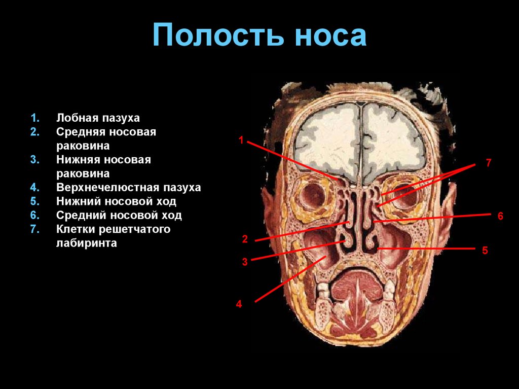 Полости в костях черепа