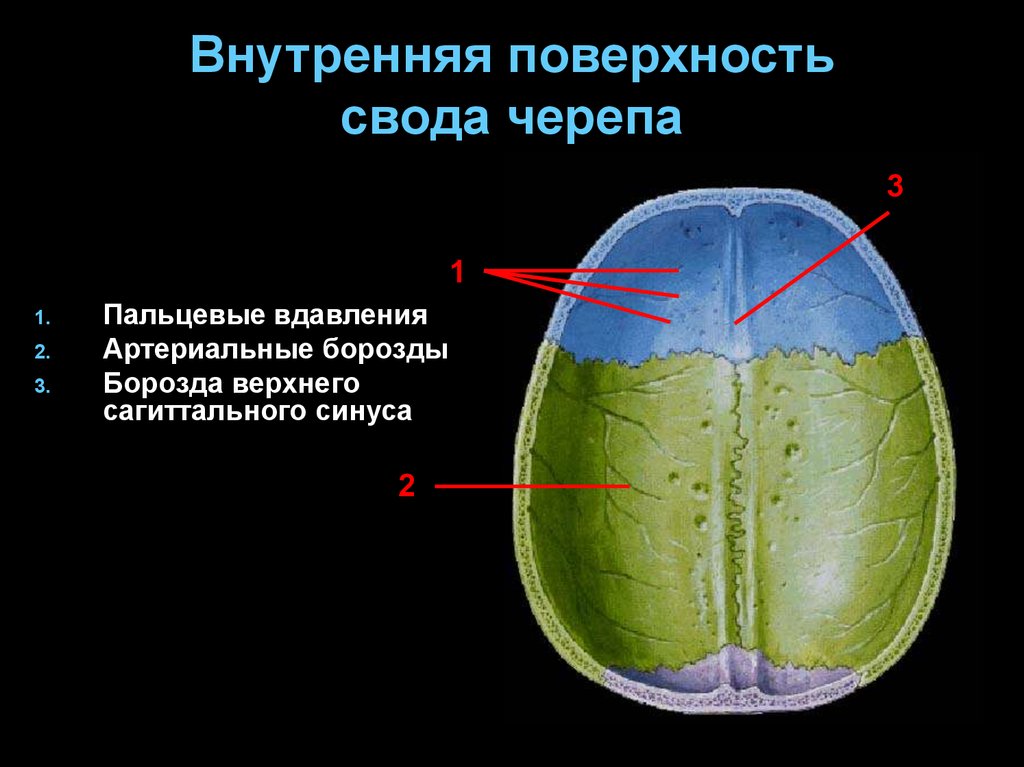 Свод черепа анатомия картинки