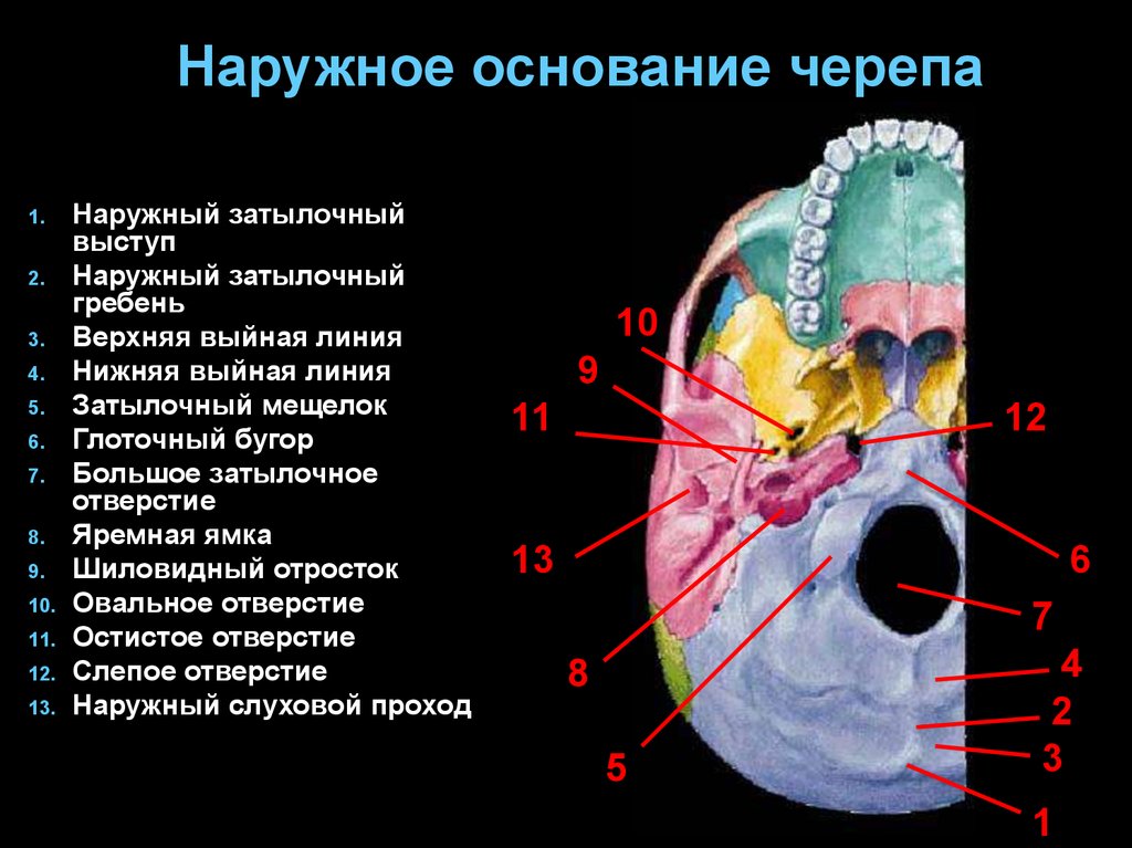 Мозговое основание черепа. Наружнее основание черепа отверстия. Наружное основание черепа яремное отверстие. Наружнее основание черепа анатомия. Отделы наружного основания черепа анатомия.