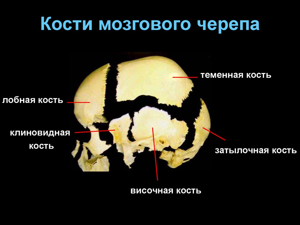 Теменная затылочная кость. Кости мозгового черепа лобная кость. Мозговой отдел черепа лобная кость. Затылочная кость мозгового отдела черепа. Строение костей черепа клиновидной височной затылочной решетчатой.