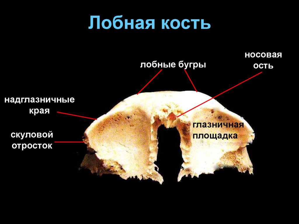 Лобная кость отростки. Лобная кость черепа. Лобная кость анатомия атлас. Лобная кость анатомия строение.