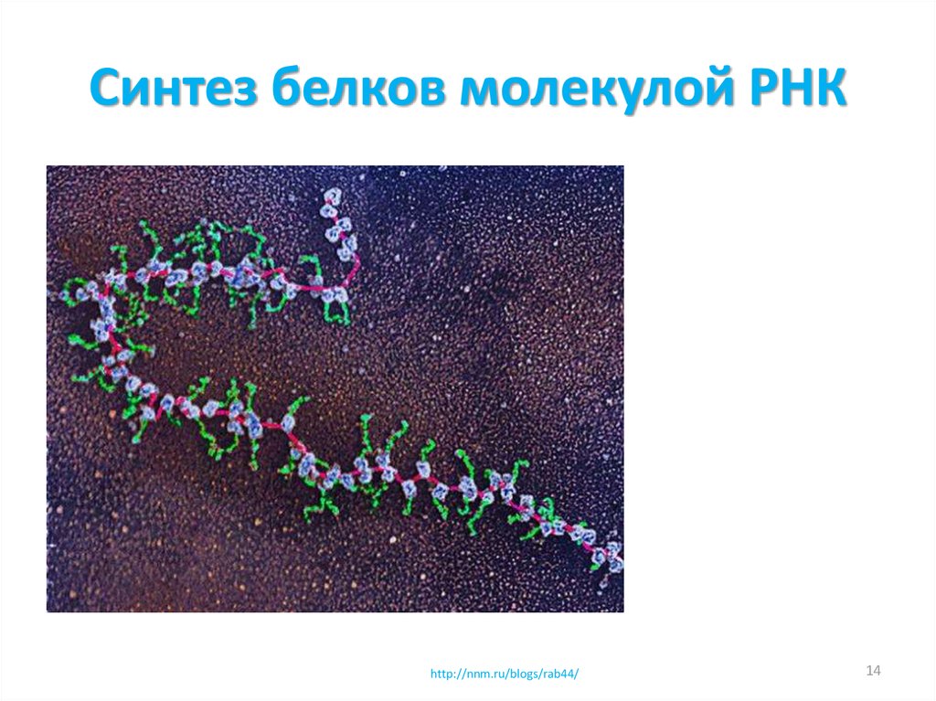 Синтез белковых молекул. Синтез молекулы белка. Рибосомы в электронном микроскопе. Рибосомы под микроскопом. Рибосомы в микроскопе.