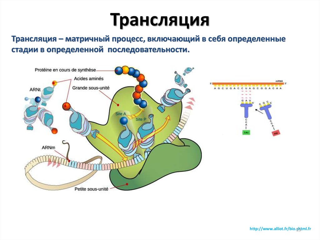 Что такое трансляция в биологии