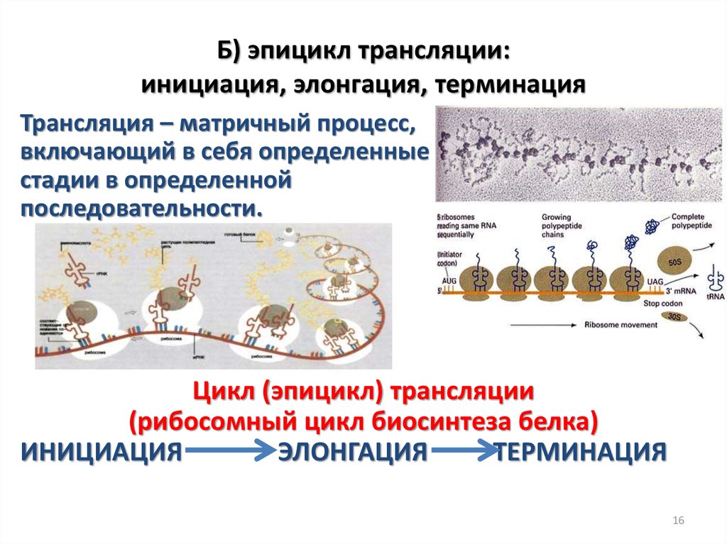 Биохимия трансляция презентация