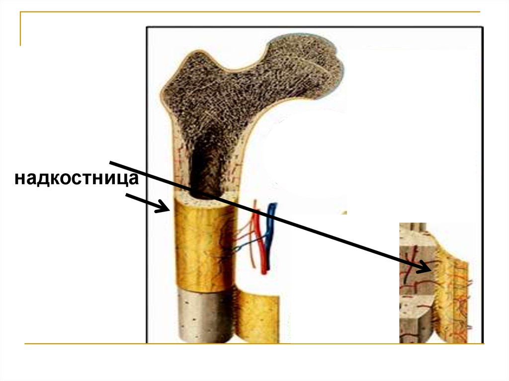 Строение надкостницы