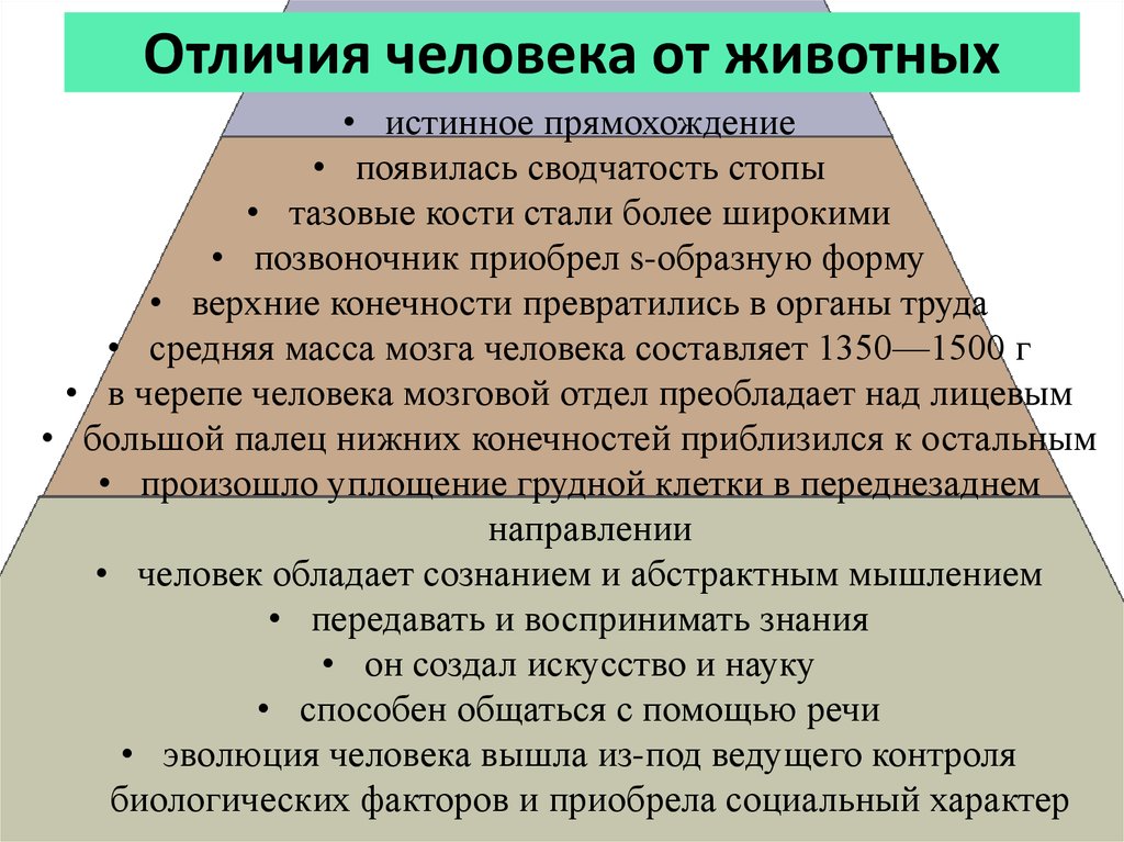 Различие личности. Доклад чем человек отличается от животного. Отличие человека от живо. Основные отличия человека от животных.