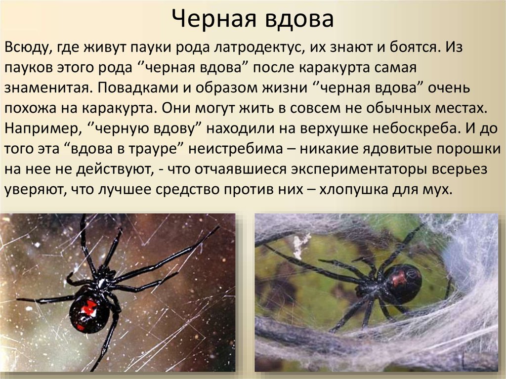 Описание паука. Где живёт чёрная вдова паук. Черная вдова паук место обитания. Чёрная вдова паук ареал. Паук Каракурт обитает.