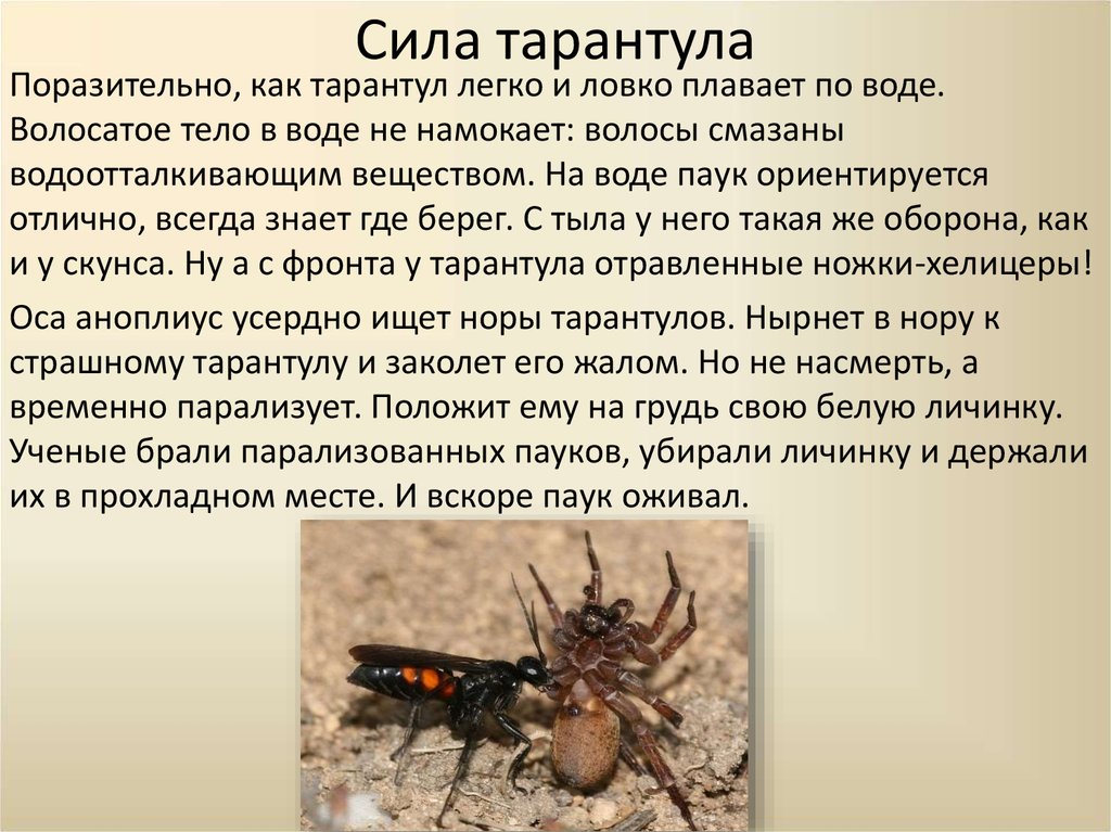 Адаптация паукообразных. Рассказ о пауке Тарантуле. Доклад про тарантула. Тарантул презентация. Тарантул рассказ 2 класс.