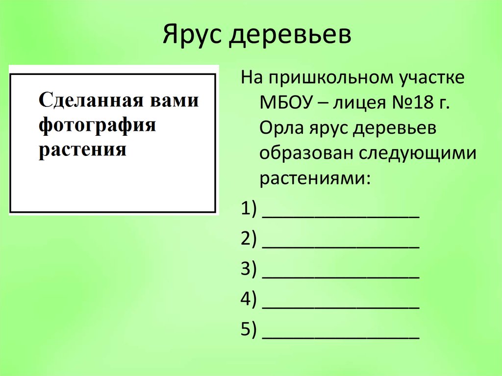 Ярус деревьев