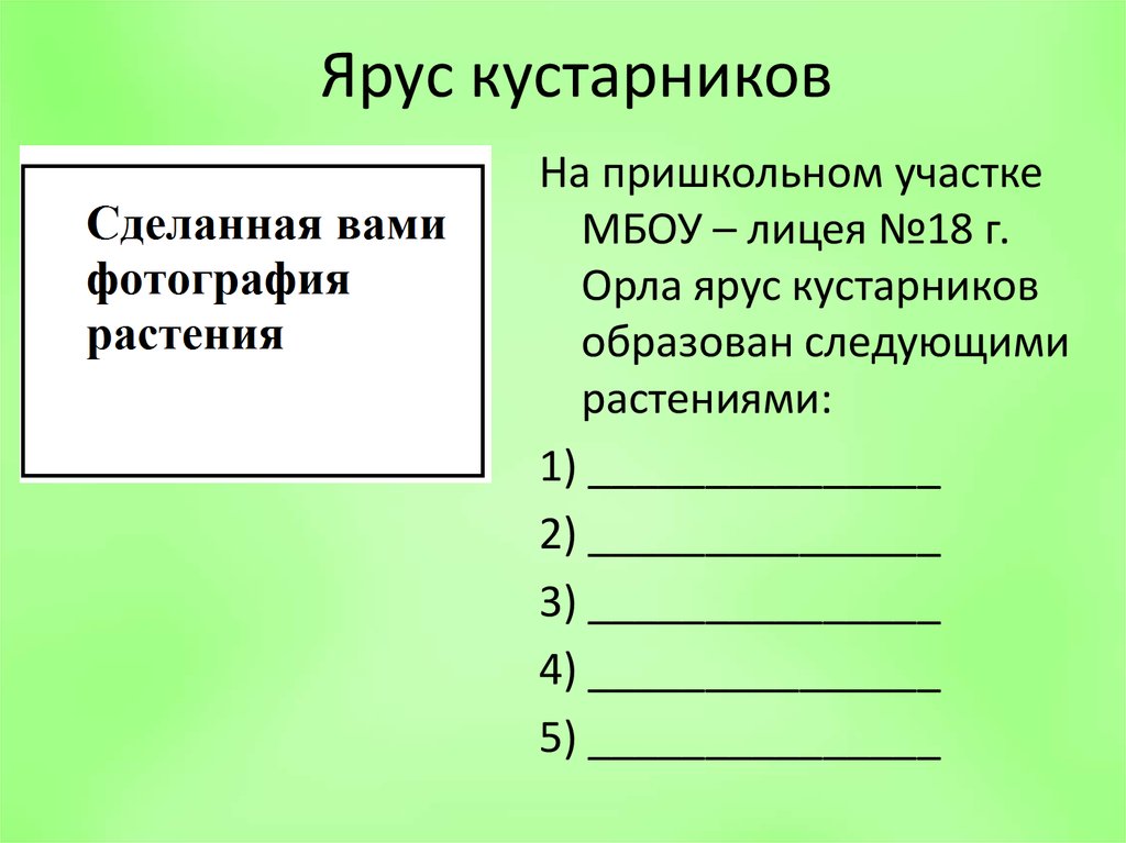 Ярус кустарников