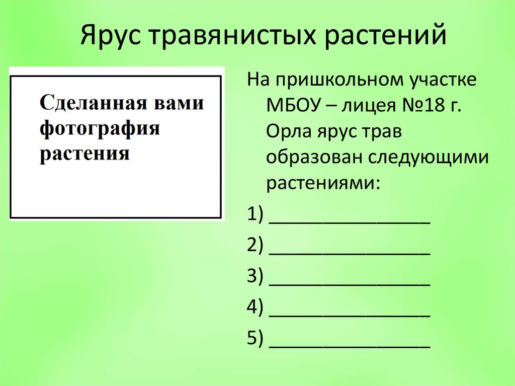 Ярус травянистых растений