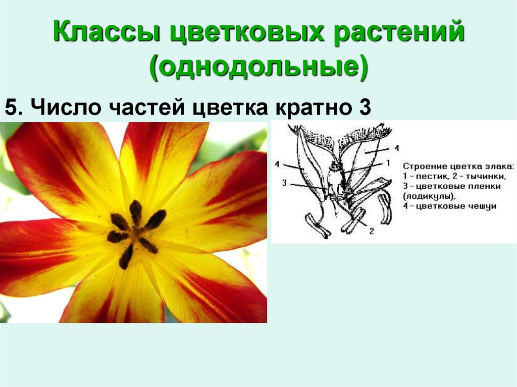 Число частей цветка кратное. Однодольные число частей цветка кратно. Число частей цветка кратно 3 у однодольных. У однодольных растений число частей цветка кратно. Число частей цветка кратно 4 или 5 у однодольных.