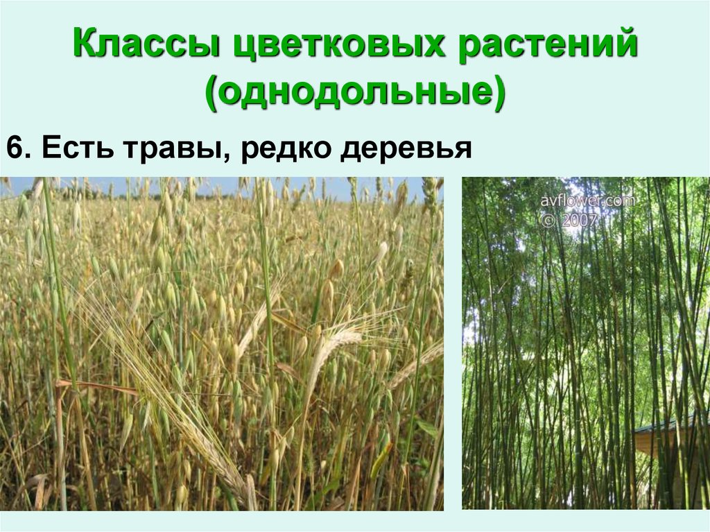 Класс цветковых растений 6 класс. Однодольные древесные. Однодольные древесные растения. Древесная форма однодольного растения. Древесные формы однодольных.