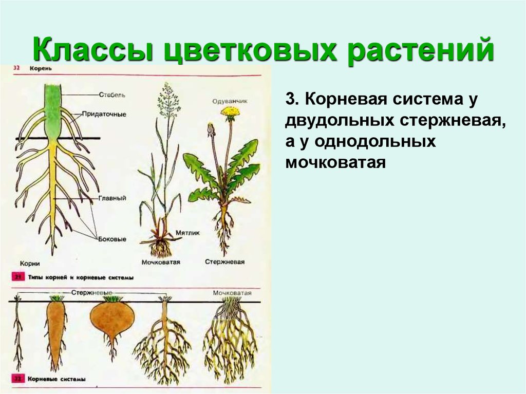 Какие корни у покрытосеменных растений. Типы корневых систем у растений. Растения с стержневой корневой. Растения с мочковатой корневой системой.