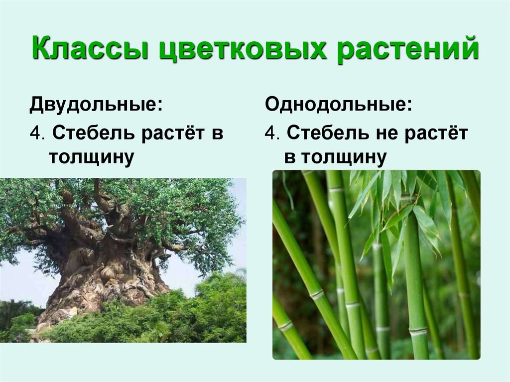 Классы цветковых растений. Растущий стебель. Классы цветковых. Как растет стебель в толщину. Какого класса в толщину не растет стебля.