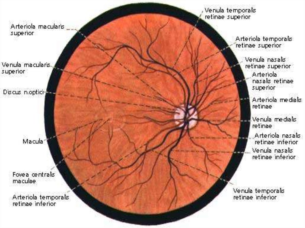 Глазное дно картинка
