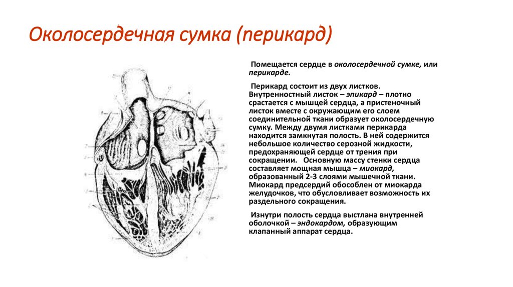 Полость перикарда