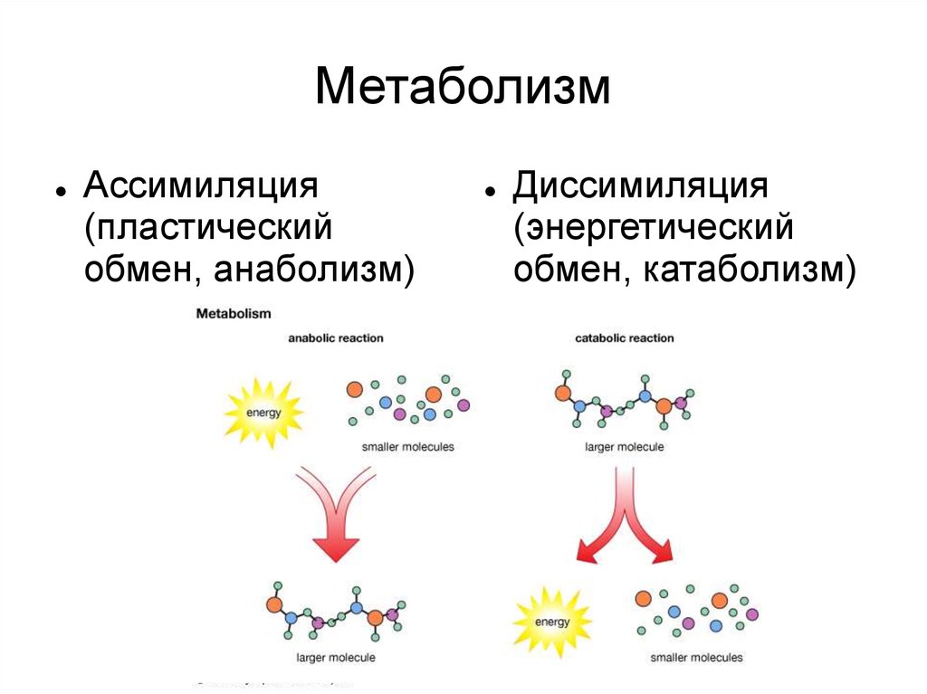 Обмен веществ биология 10. Обмен веществ ассимиляция и диссимиляция схема. Метаболизм схема анаболизм и катаболизм. Пластический обмен анаболизм ассимиляция. Ассимиляция энергетический обмен анаболизм пластический.