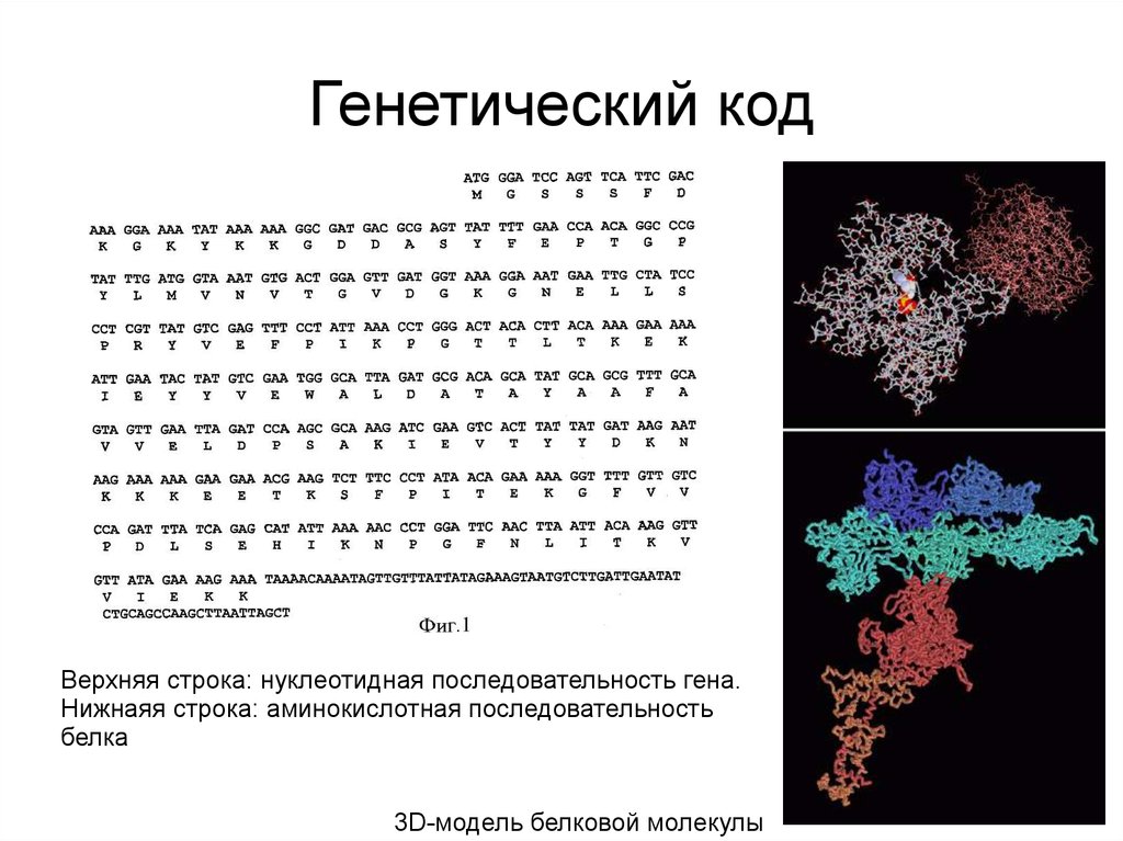 Контрольная работа по биологии 10 класс генетика. Аминокислотная последовательность белка. Аминокислотные последовательности белков. Белковая последовательность. Нуклеотидную последовательность Гена белка.