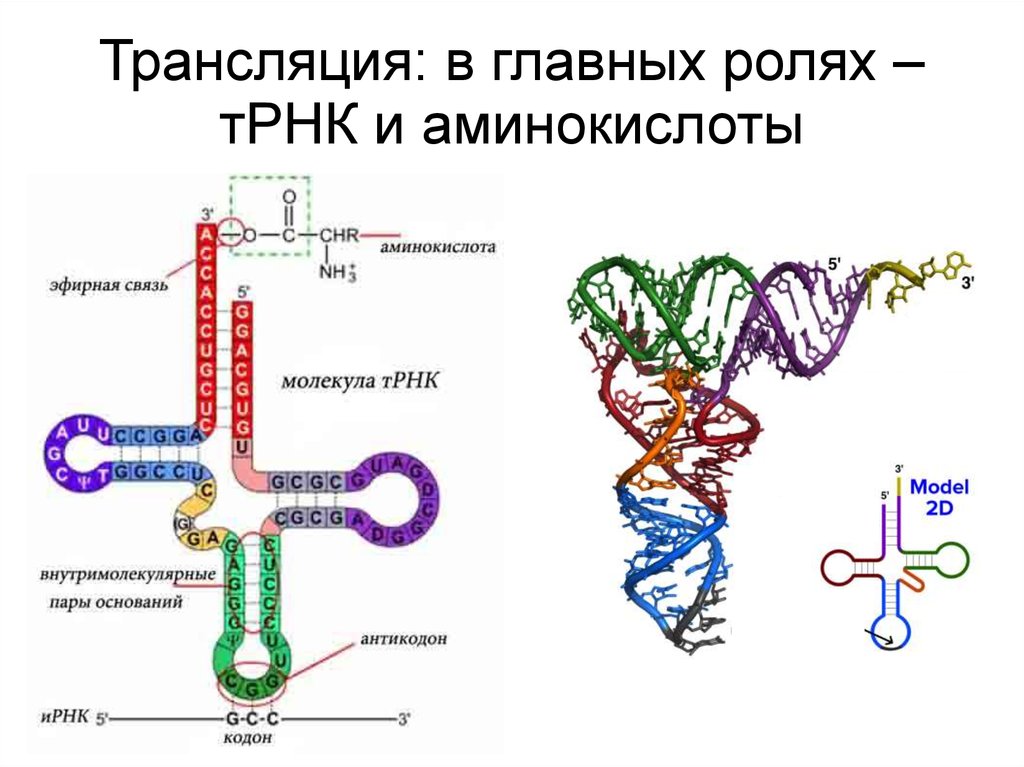 Биосинтез белка относится. Строение ТРНК. ТРНК С аминокислотой. Функции ТРНК. Трансляция РНК.