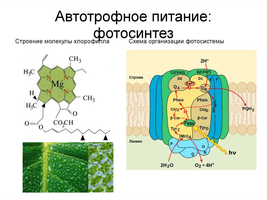 Автотрофное питание. Хлорофилл. Строение. Фотосистемы. Строение хлорофилла схема. Хлорофилл структура в фотосистеме. Строение молекулы хлорофилла.