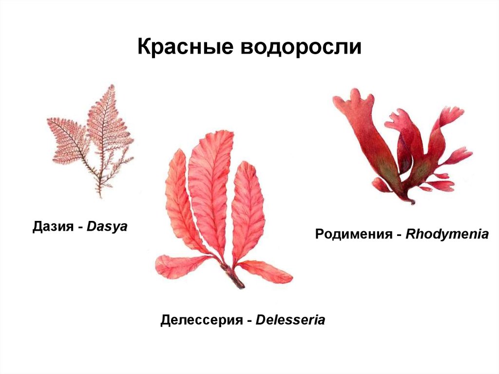 Красной водорослью является. Красные водоросли Дазия. Родимения делессерия. Делессерия водоросль. Красные водоросли делессерия строение.