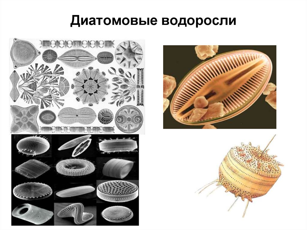 Диатомовые водоросли презентация