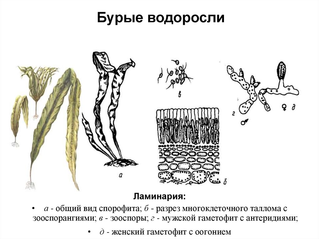 Многоклеточное слоевище. Строение таллома ламинарии. Строение слоевища бурых водорослей. Ламинария сахаристая строение. Размножение водорослей ламинария.